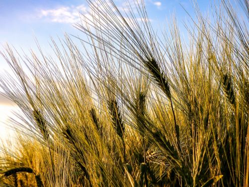 grain wheat by chaitanya k
