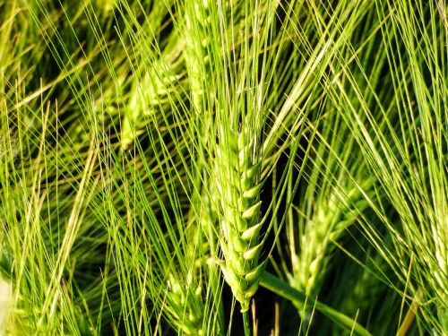 grain wheat wheat ear