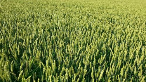 grain cornfield cereals