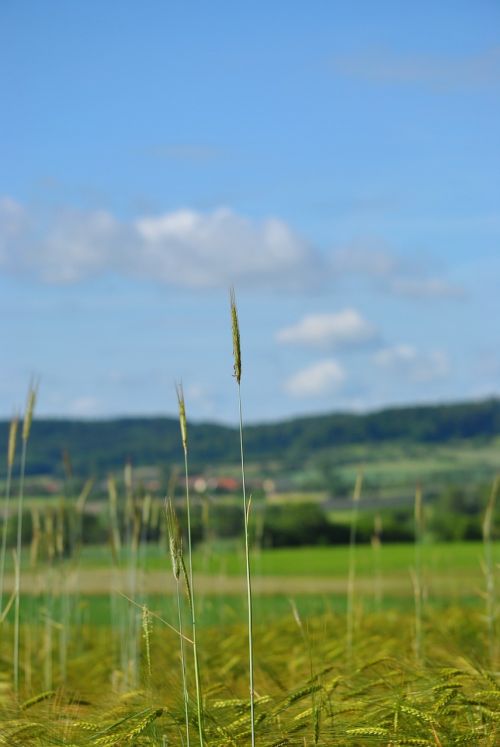 grain field cornfield