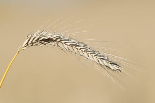 grain axis cores