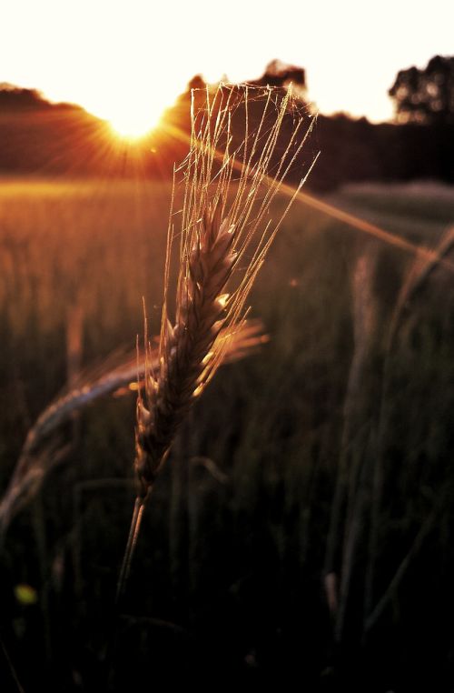 grain field cereals