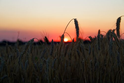 grain field wheat