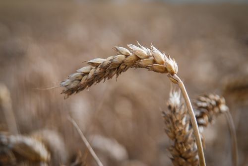 grain summer crop