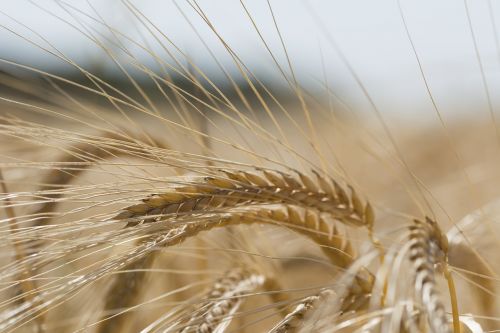 grain wheat grain wheat
