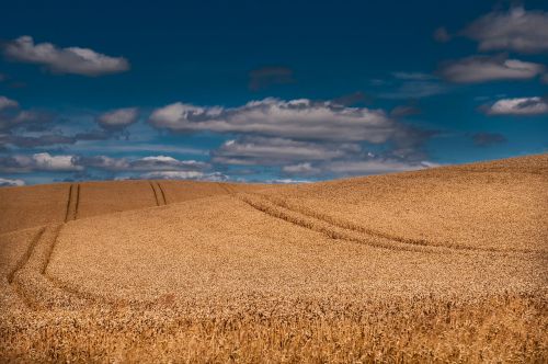 grain summer field