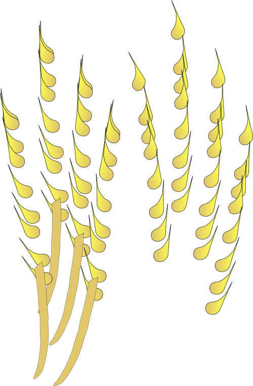 grain cereal crop