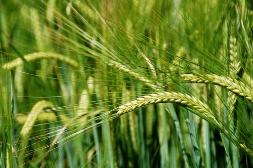 grain  crop  wheat