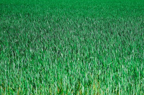 grain  cornfield  field