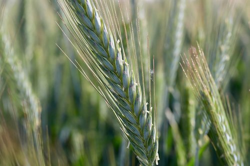 grain  ear  wheat