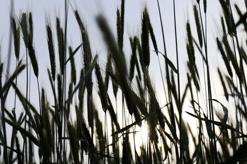 grain  wheat  cereals