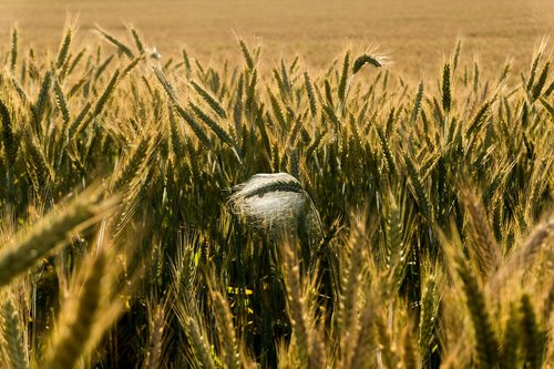 grain  field  cereals