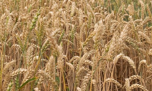 grain  cereals  field