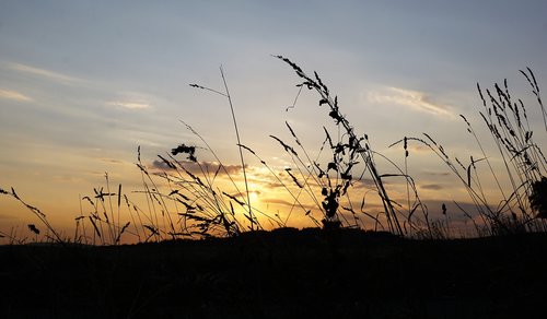 grain  field  bread