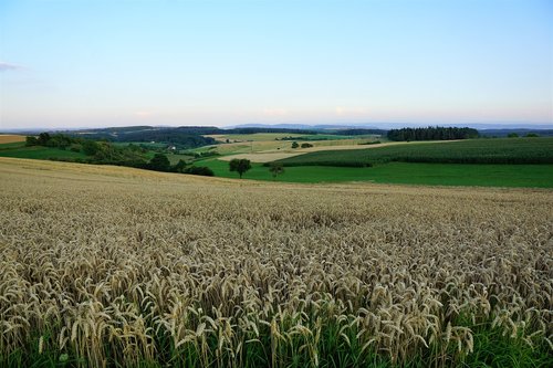 grain  field  bread