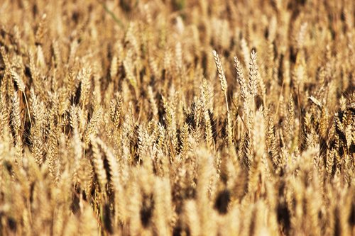 grain  wheat  field of wheat