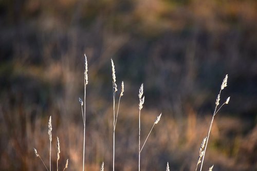 grain  ear  stem