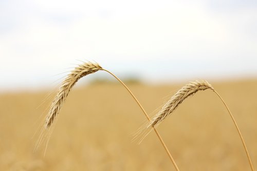 grain  cornfield  plant