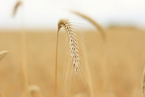 grain  cornfield  crop