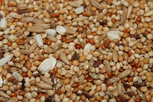 grain  grains  seeds