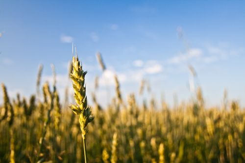 grain plant outdoors