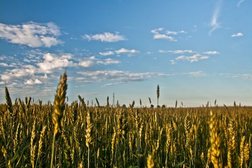 grain field sky