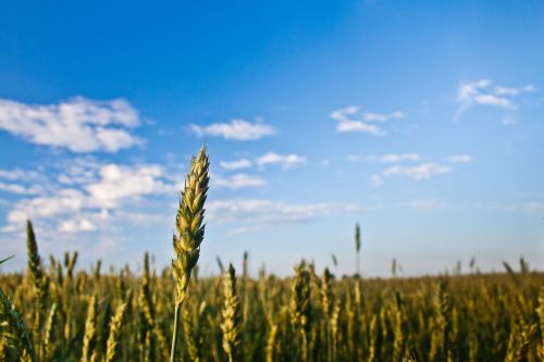 grain field corn