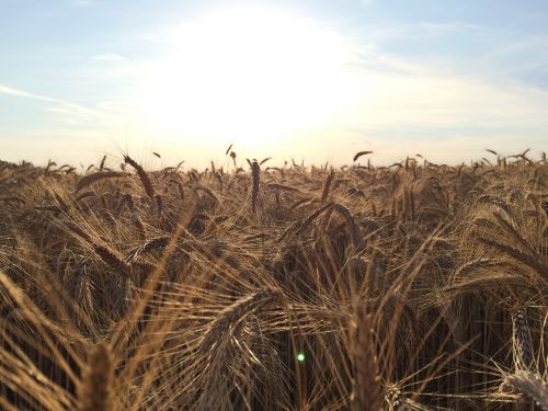 grain field sun