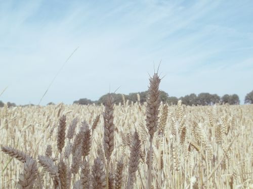 grain cornfield field