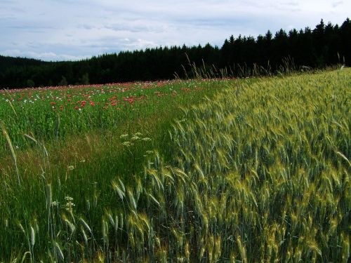 grain earth agriculture landscape