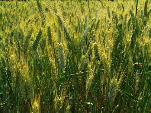 grain earth wheat ear agriculture