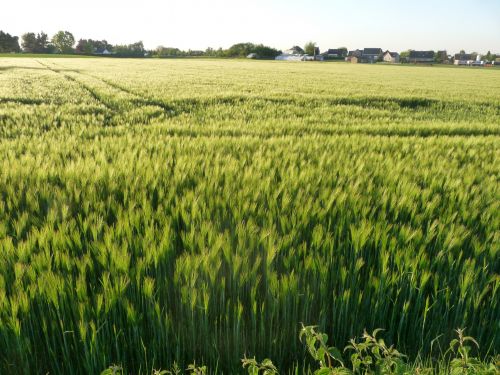 Grain Field