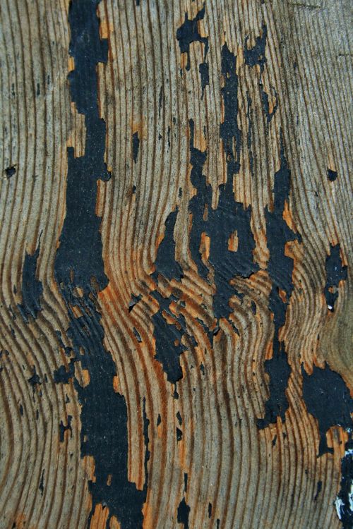 Grain Pattern In Weathered Wood