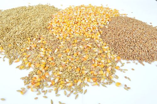 grains wheat barley