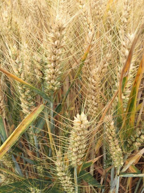 grains grasses field