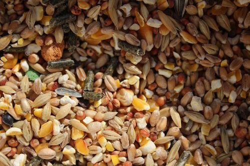 grains  food  texture