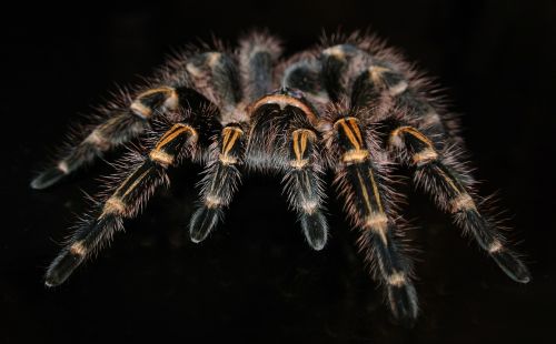 grammostola pulchripes tarantula