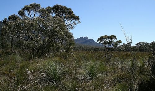 grampians australia bush