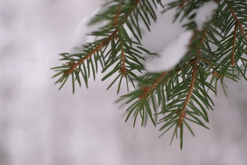 gran  winter  spruce