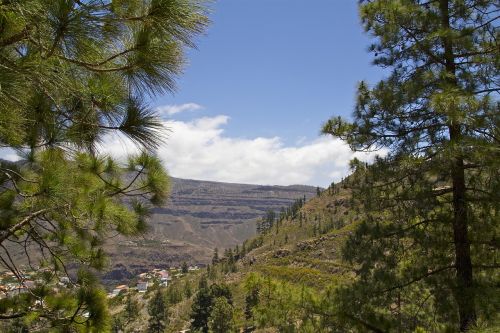 gran canaria mountain forest