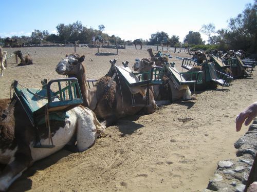 gran canaria camels camel