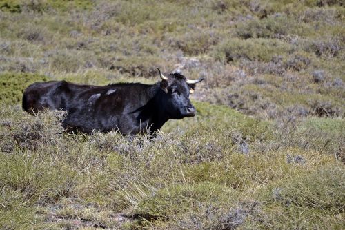 granada monachil cow