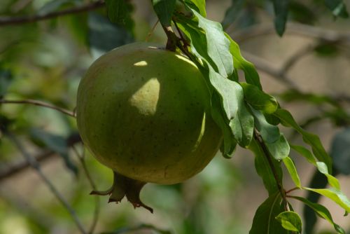 granada fruit flora