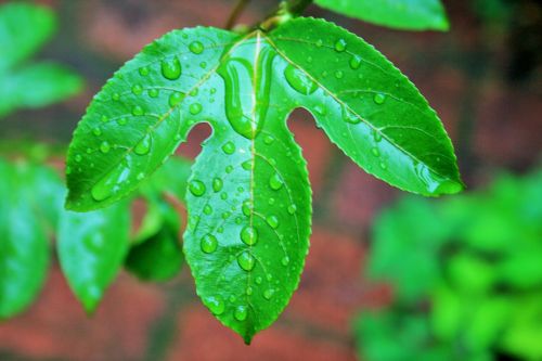 granadilla leaf leaf green wet