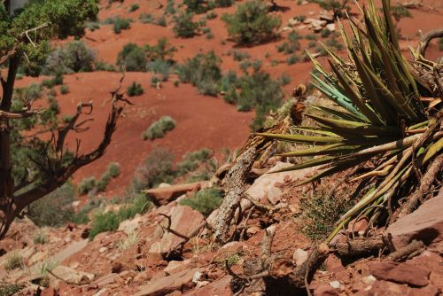 grand canyon arizona desert