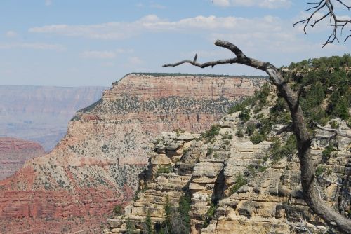 grand canyon branch landscape
