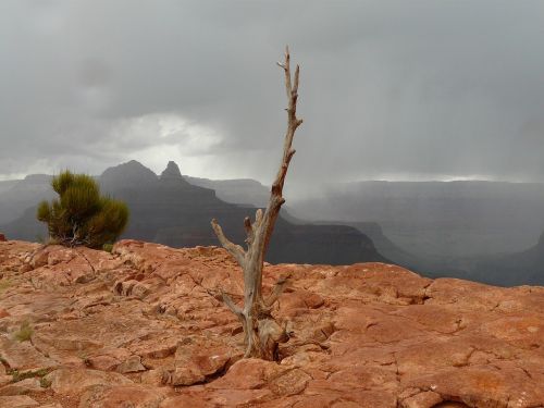 grand canyon gorge tree