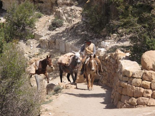 grand canyon mule guide