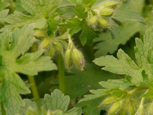 grand geranium cranesbill flower