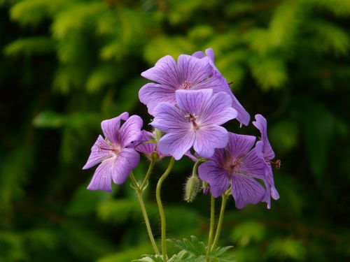 grand geranium cranesbill flower